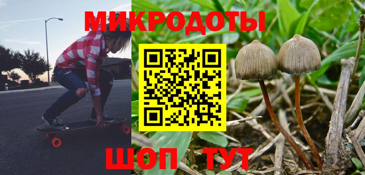 Псилоцибиновые грибы Psilocybe Новодвинск